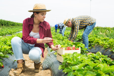 Team of farmers picking strawberry at farmの写真素材