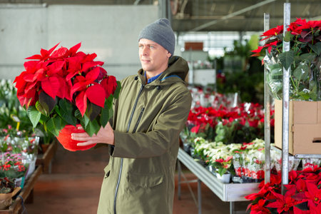 Man choosing poinsettia in floral shopの写真素材