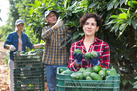 Positive farmers picking avocados in fruit farmの写真素材