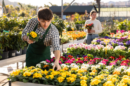 Guy employee of garden center is busy working with plants, potted primulaの写真素材