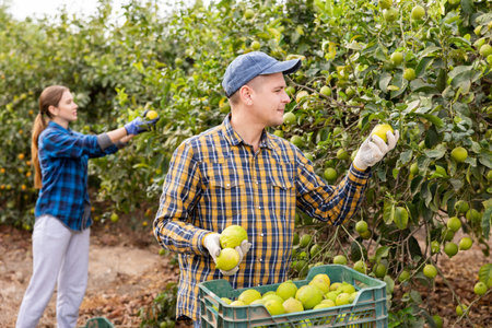 Delighted farmers picking lemons in fruit farm