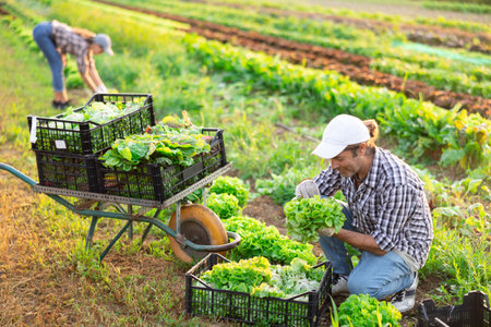 Man works on garden bed cuts bunches of salad and puts them in box for transportation