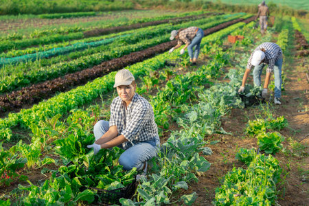 Female worker carries plastic box with harvest of chardの写真素材