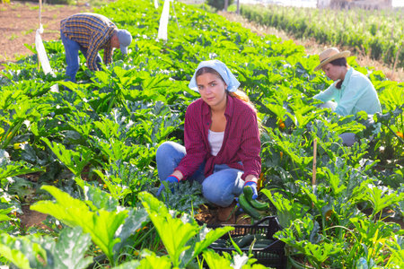 Farmers harvest ripe zucchini, putting them in crates