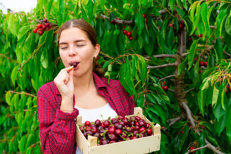 Young girl with great pleasure tastes ripe cherries, holding a crate with fruits in her hands