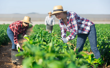 Women gardeners harvesting pepper on plantation