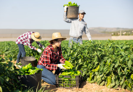 Woman picking green pepper on fieldの写真素材