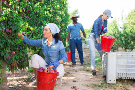 Asian workwoman harvesting ripe plums in farm fruit garden