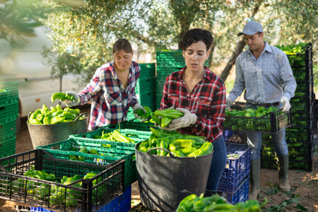 Team of farmers sorting green bell peppers in backyard of farm after harvest