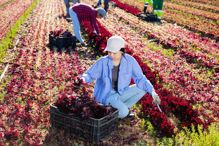 Worker woman, harvesting fresh red lettuce using knife on field