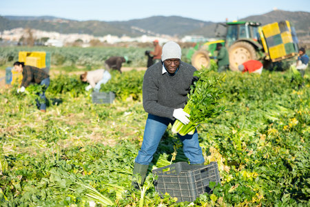 African american man with team of farm workers arranging crop of ripe celery in boxes on fieldの写真素材