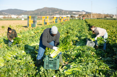 Confident man engaged in cultivation of organic vegetables, arranging crop of ripe celery in boxes...