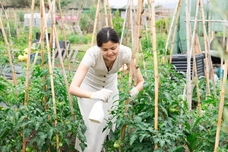 Woman treating plants in garden with insecticidesの写真素材