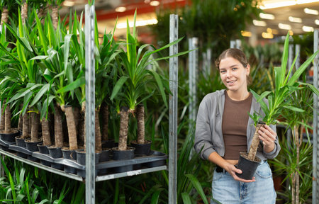 Girl examines goods and chooses yucca elephantipes potted flower in flowering shopの写真素材