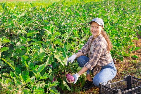 Young woman harvesting eggplants in fieldの写真素材