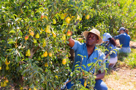 Man and woman harvesting pears