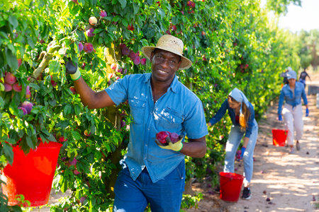 African male gardener picking plums from tree