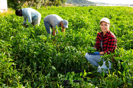 Woman horticulturist gathering green bell pepper