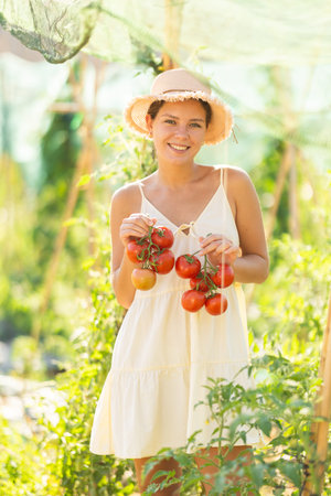 Young woman is working in garden between beds, picking ripe red tomatoesの写真素材