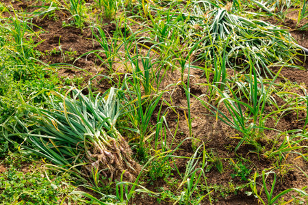 Harvested young garlic on vegetable field
