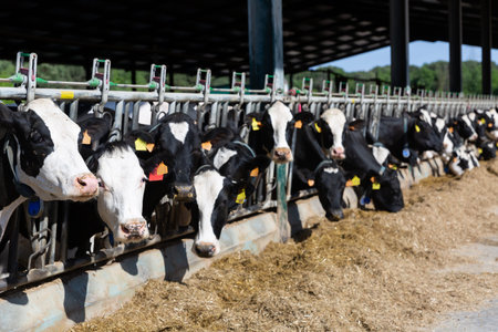 Farm cowshed with milking cows eating hay