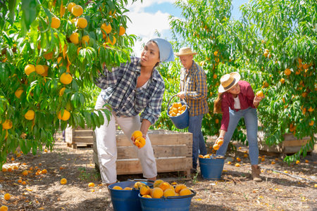 Asian woman farm worker harvesting peaches in fruit gardenの写真素材