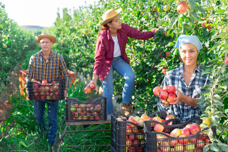 Satisfied Asian woman farmer showing freshly picked fruit in gardenの写真素材