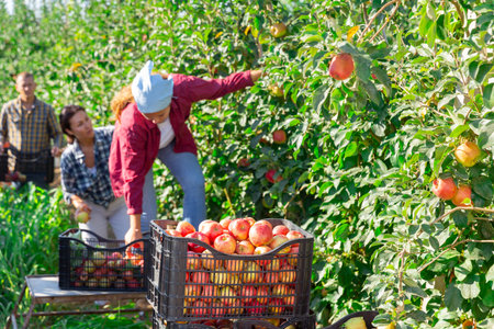 Workers picking apples in plantationの写真素材