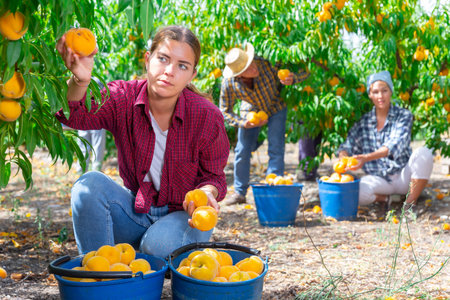 Three workers harvesting peaches