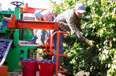 Man and woman harvesting plums in plantationの写真素材