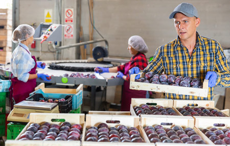 Man stacking boxes with plums in fruit storage