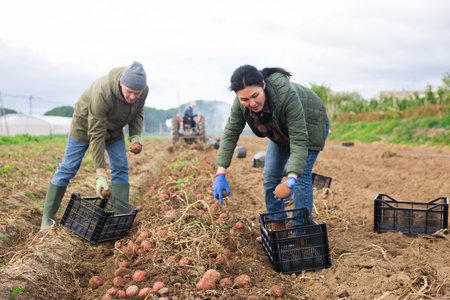 Focused farm workers harvesting organic potato crop on fieldの写真素材
