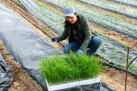 Asian woman planting onion seedlings into cover film holes in farm fieldの写真素材