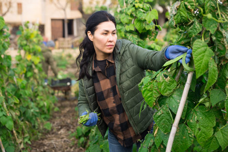 Asian female gardener harvesting green peas