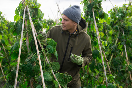 Man professional farmer harvesting beansの写真素材
