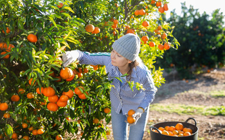 Busy middle-aged female gardener picking ripe tangerines in cultivating season. Ripe mandarins hanging on treeの写真素材