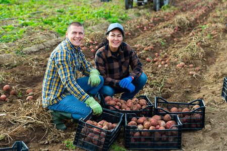 Farmers posing on vegetable plantation near pile of plastic boxes with freshly picked potatoes. Concept of successful agrarian business and rich potato harvestの写真素材