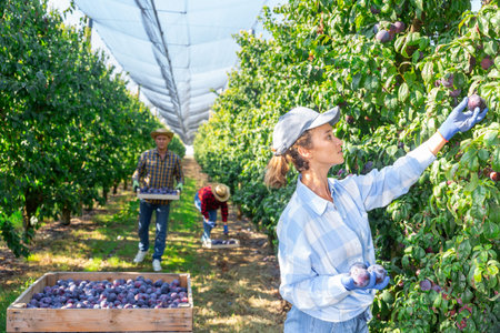 Young female farmer harvesting ripe plums in orchard
