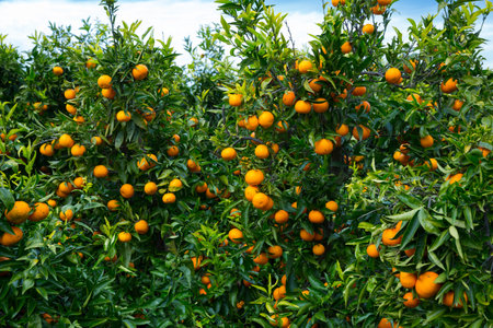 Mandarins on trees