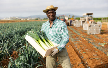 African american man with a box of leeks in fieldの写真素材
