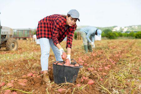 Girl farm worker picking potato tubers into bucket in fieldの写真素材