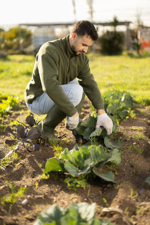 Man works in garden, takes care of cabbage plants in garden
