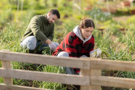 Couple works on plantation garden bed, cuts green onion shoots