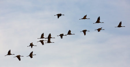 Flock of cranes in flight