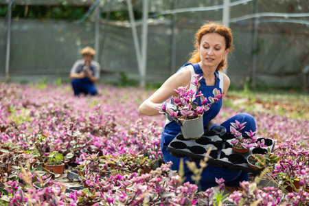 female worker arranges Tradescantia