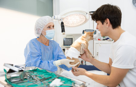 Man owner of Chihuahua dog picks up pet after treatment at vet clinic.