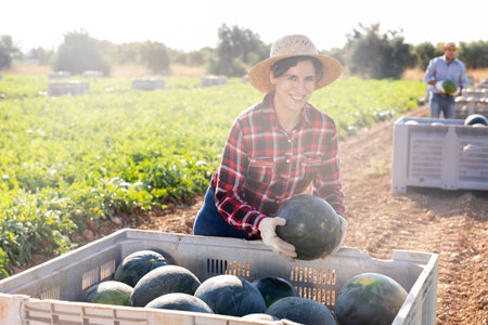 Woman puts ripe watermelons in large box for transportation from the field to warehouse