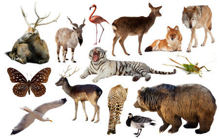 asia animals isolated