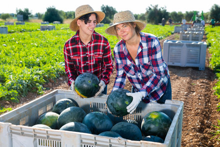 Farm workers putting harvested watermelons in container