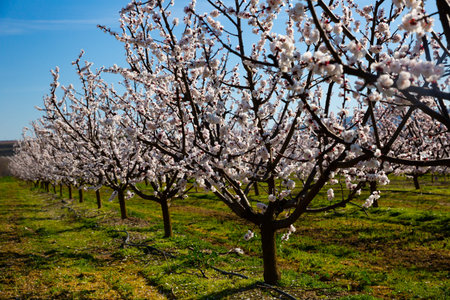 Blossoming apricot orchard